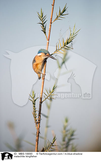 malachite kingfisher / MBS-18890