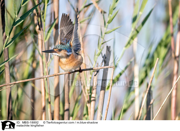 Hauben-Zwergfischer / malachite kingfisher / MBS-18892