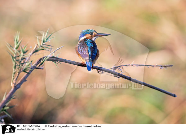 malachite kingfisher / MBS-18904