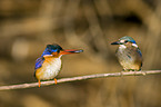 malachite kingfisher