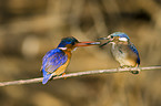 malachite kingfisher feeds fledgling
