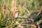 malachite kingfisher