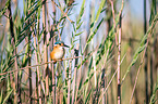 malachite kingfisher