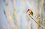 malachite kingfisher