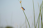 malachite kingfisher