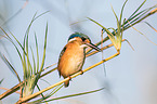 malachite kingfisher