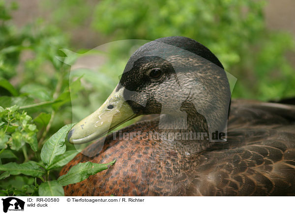 Stockente / wild duck / RR-00580