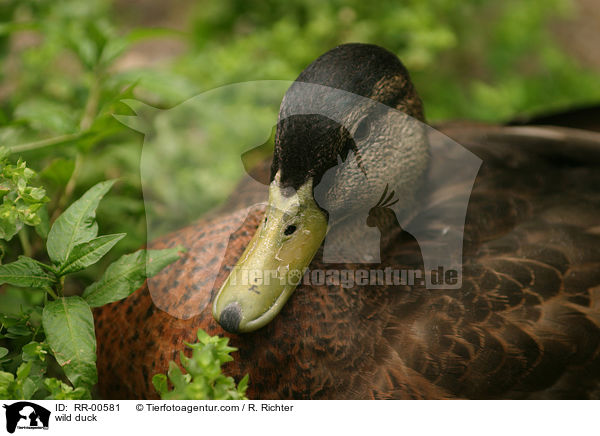 Stockente / wild duck / RR-00581