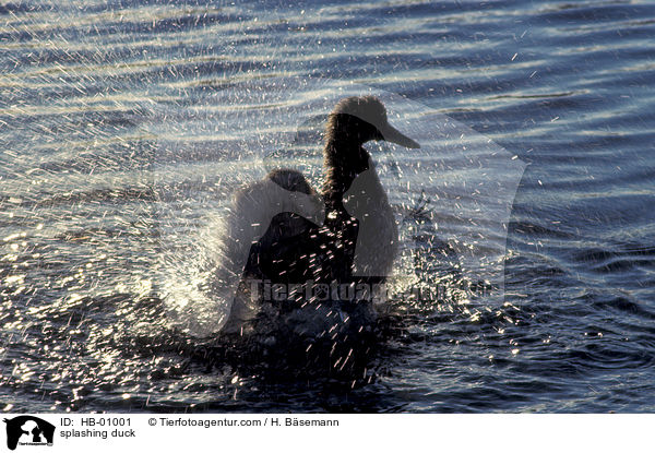 splashing duck / HB-01001