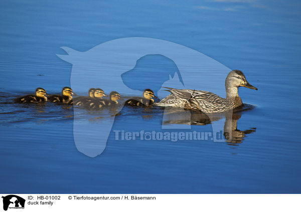 Entenfamilie / duck family / HB-01002