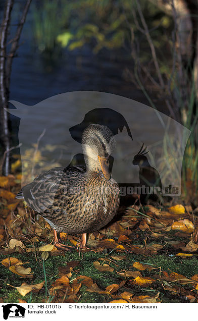 Stockente / female duck / HB-01015