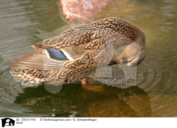 Stockente / duck / SS-01145