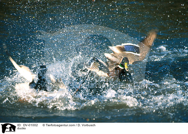 Stockenten / ducks / DV-01002
