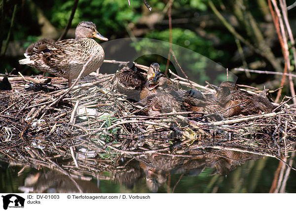 Stockenten / ducks / DV-01003