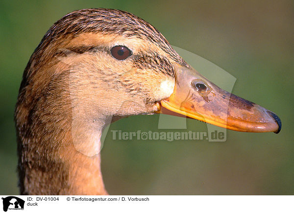 duck / DV-01004