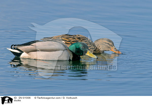 Stockenten / ducks / DV-01006