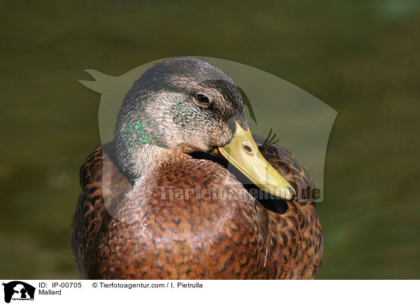 Mallard / IP-00705