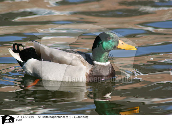 Stockente / duck / FL-01010