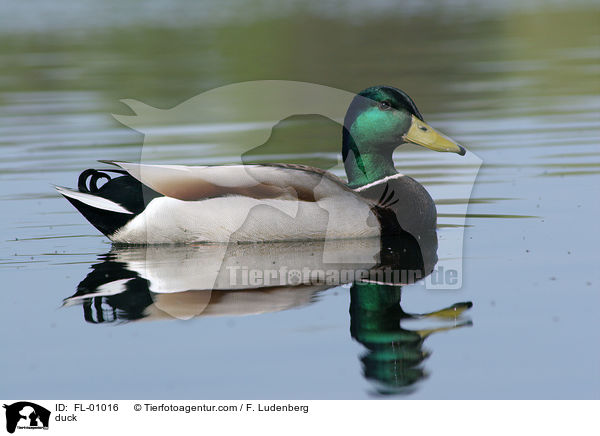 Stockente / duck / FL-01016