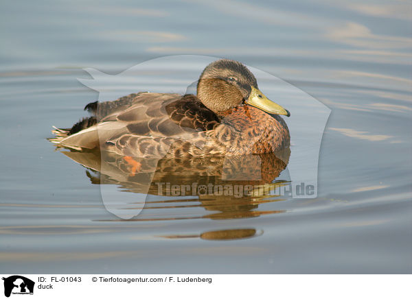 Stockente / duck / FL-01043