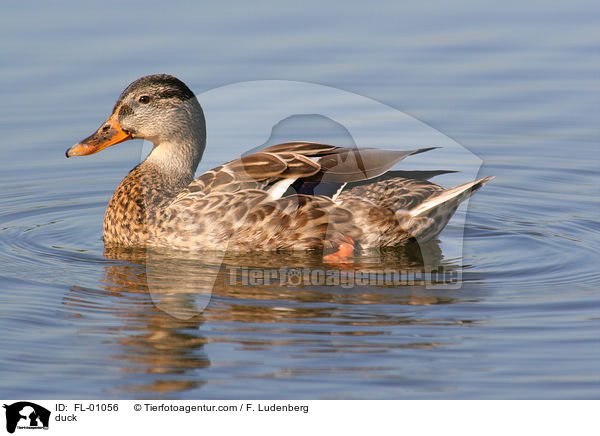 Stockente / duck / FL-01056