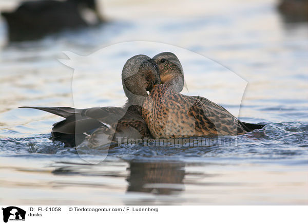 Stockenten / ducks / FL-01058