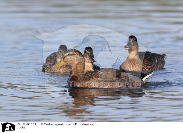 Stockenten / ducks / FL-01061