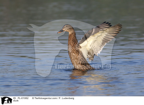 Stockente / duck / FL-01062