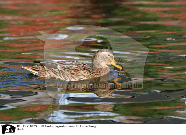 Stockente / duck / FL-01073