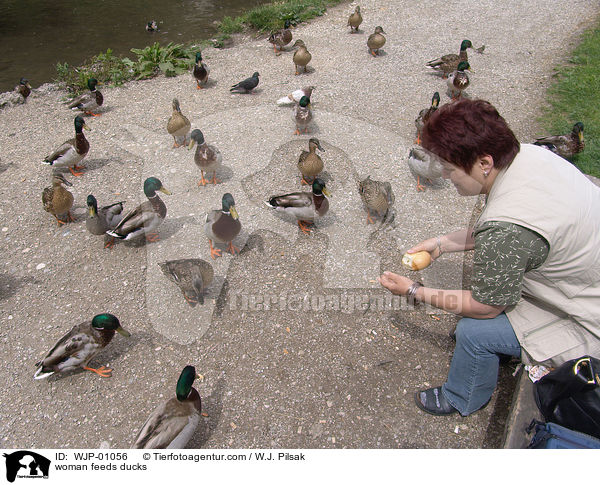 Frau fttert Enten / woman feeds ducks / WJP-01056