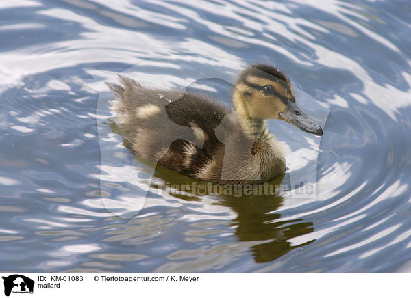 Stockenten Kken / mallard / KM-01083