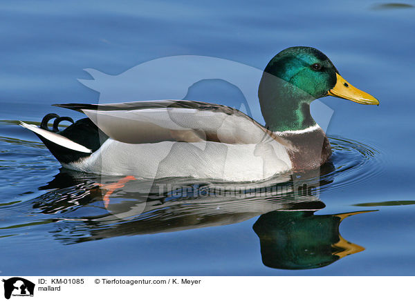 Stockente Erpel / mallard / KM-01085