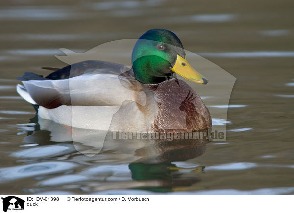 Stockente / duck / DV-01398