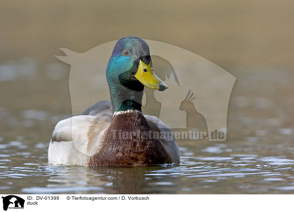 Stockente / duck / DV-01399