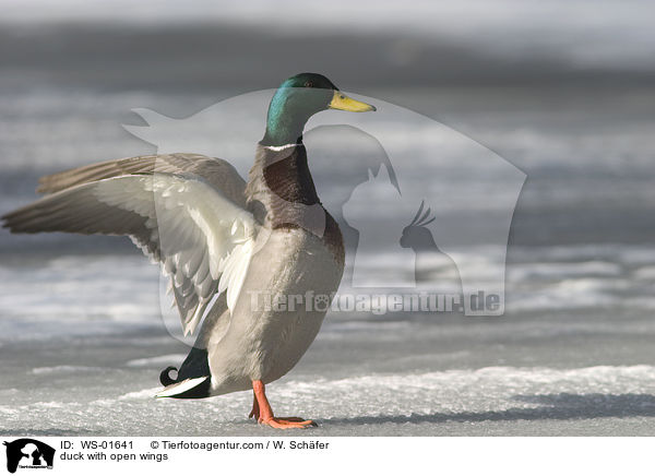 Stockenten mit geffenten Flgeln / duck with open wings / WS-01641