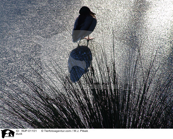 Stockente im Gegenlicht / duck / WJP-01101