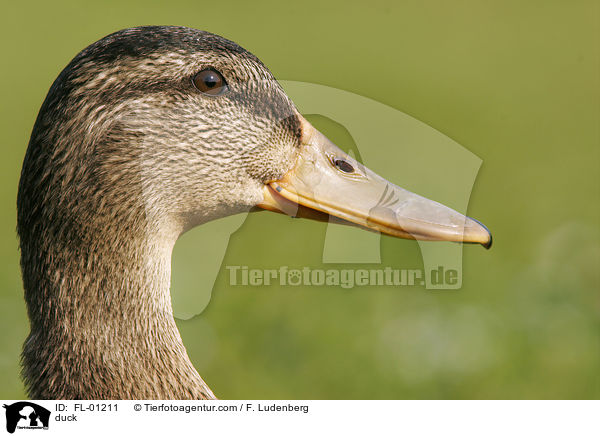 Portrait einer Stockente / duck / FL-01211