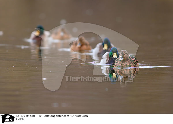 ducks / DV-01538