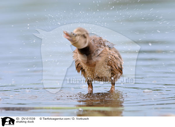 shaking duck / DV-01539