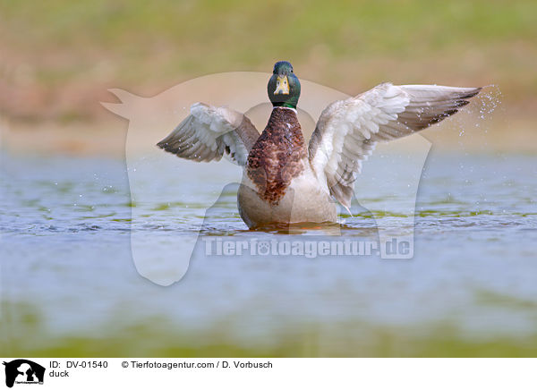 Stockente / duck / DV-01540