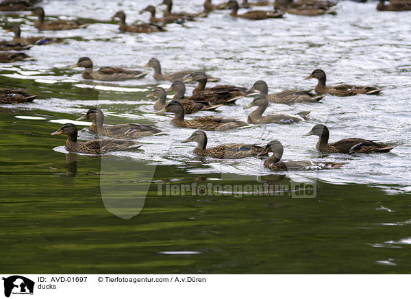 Enten auf dem Teich / ducks / AVD-01697