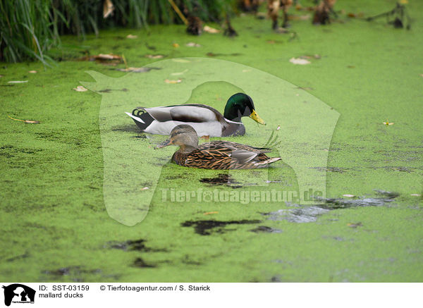 Stockenten / mallard ducks / SST-03159