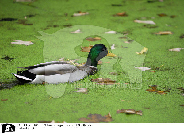 Stockente / mallard duck / SST-03161