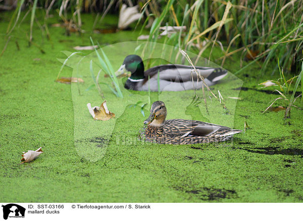 Stockenten / mallard ducks / SST-03166