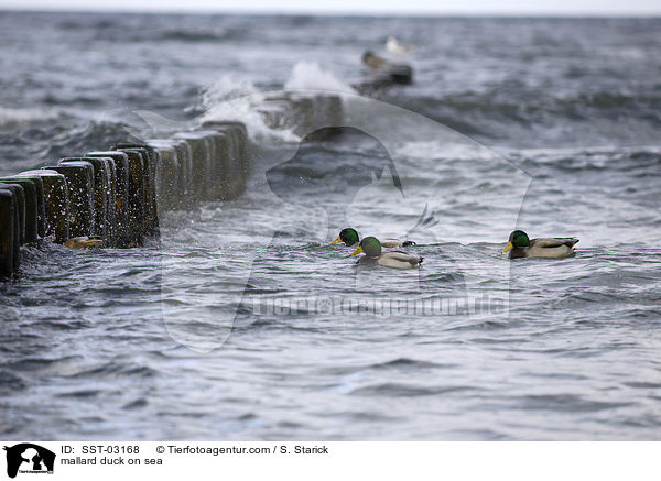 Stockenten am Meer / mallard duck on sea / SST-03168