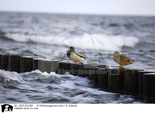 Stockenten am Meer / mallard duck on sea / SST-03169