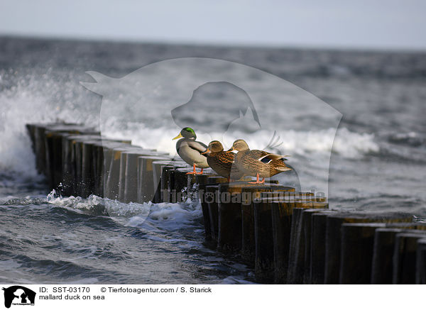 Stockenten am Meer / mallard duck on sea / SST-03170