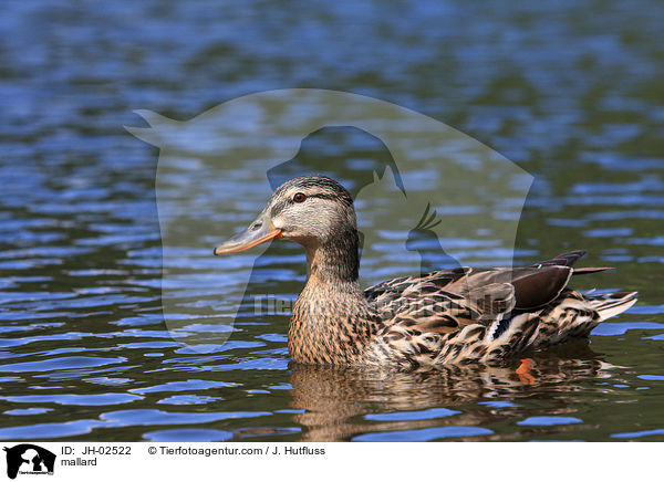 Stockente / mallard / JH-02522