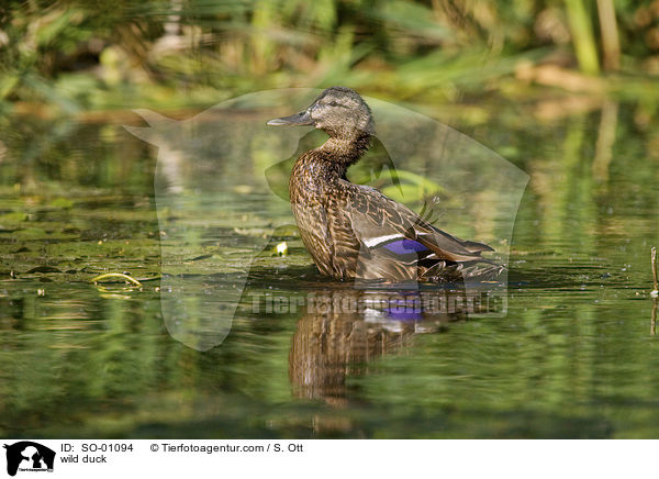 Stockente / wild duck / SO-01094