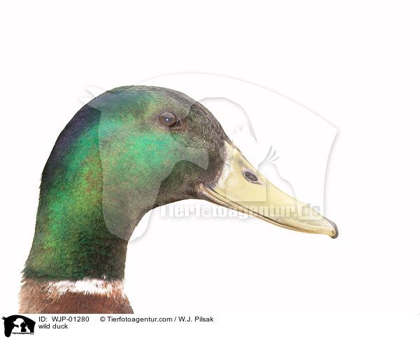 Stockente / wild duck / WJP-01280